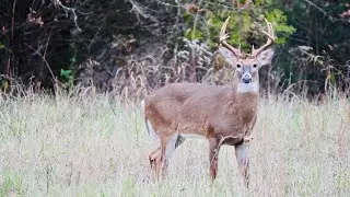 &ldquo;KY Public Land Quota Hunt  prep & evening bow hunt.