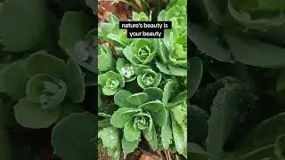 Your ability to see Beauty in Nature is your ability to see beauty in you