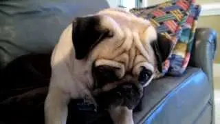 Guilty Pug - Bandit the Pug (Original)