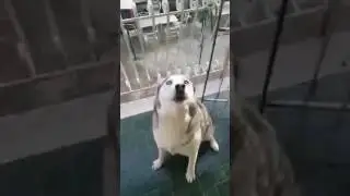 Il cane fedele
