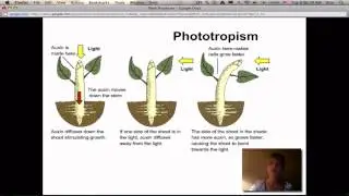 Plant Processes