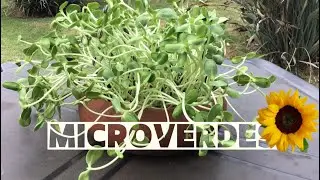 Microverdes de Girassol