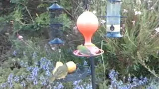 WSBC0164.AVI