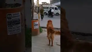 #badal#doglover  #goldenretriever#part1 #nepal