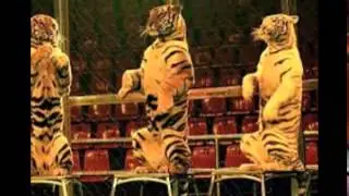 european circus festivals