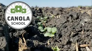 Canola School: Making the call on seed protection strategies
