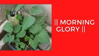 || MORNING GLORY ||