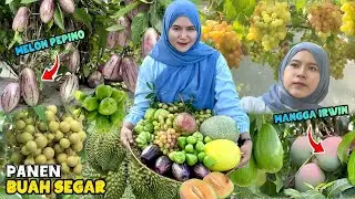 Panen berbagai macam buah | Petik buah langka