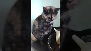 Еллі. Залишки породи БУРМА