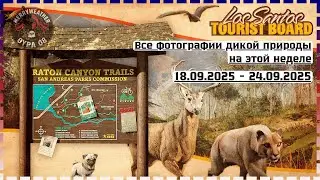 GTA Online - Shoot Animals Photography Challenge | 2X GTA $ и RP за фотоохоту (Часть 2)