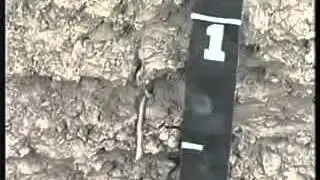 Silt and Clay Soil