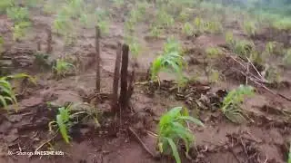 Visitei a minha machamba e o milho está crescendo bem 