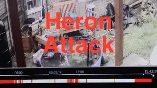 Heron attack on koi devastating attack