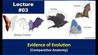 Evidence of Evolution - Comparative Anatomy | Fsc Biology | Miller and Harley | Lecture |