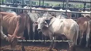 Sapi Brahman Cross/sapi BX,hasil persilangan antara sapi Brahman dengan sapi Hereford dan Shorthorn