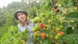 VÍDEO EXTRA, CULTIVAR E PODAS DE AMOREIRA, Plantar em Casa