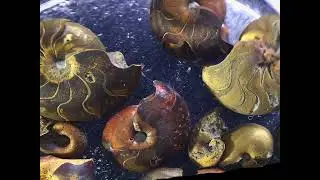 Middle Devonian Fossil Goniatite
