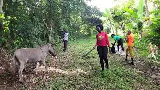 Подготовка к рождественскому забегу № 1378 в The Cocoa, Paradise (Сент-Эндрю, Гренада)