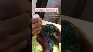 Sheru Bhai LOVES Nutro Fit Plus! | Monthly Treatment of Sheru Bhai