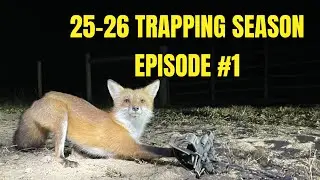 Сезон охоты с ловушками 25-26!!! Давайте начнём!!!