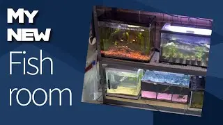 The new fish room / sheving rack I have installed.