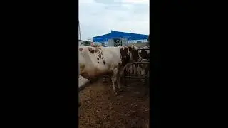 Продаем племенных быков Красно-пестрой породы для осеменения