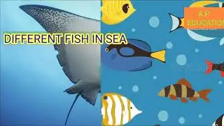 DIFFERENT TYPES OF FISH#gardening #mango #gardenanswer #duet #gardeningadvice #minivlog #lifeisbuta