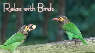 Relaxing with birds | Brown-headed Barbet | Polos Kottoruwa