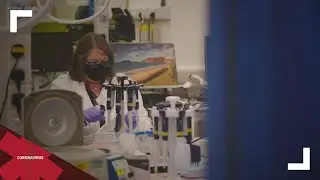 How many COVID-19 variants are there?