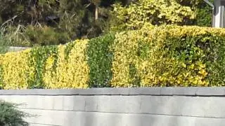 Landscape Contractors Mt Pleasant Vancouver Bernardi Custom Contracting