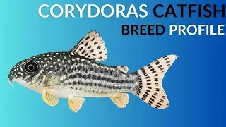 Corydoras Catfish Care Guide | Tank Setup  Feeding  Breeding & Lifespan