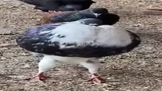 Top 5 pigeon