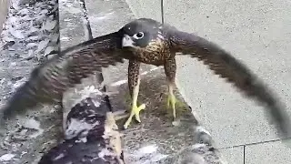 367 Collins Falcons~The eldest does extreme wing exercises😮🙃~4:26 p.m. 2022/11/05