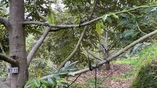 Chuẩn bị bón 10.60.0 và Kali nhé mọi người #ri6 #saurieng #durian #farmsakura #musangking