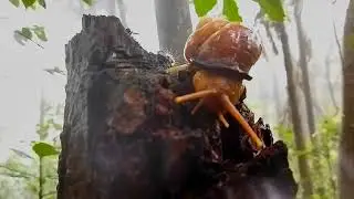 snail in rainforest 🐌 #snail #rainforest #nature #wildlife #naturesounds #real