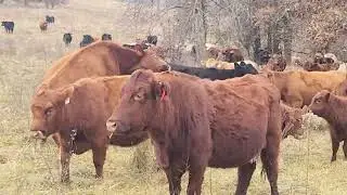 Вот почему овсяница лучше подходит для выпаса скота на откормочных площадках, чем злаковые травы ...