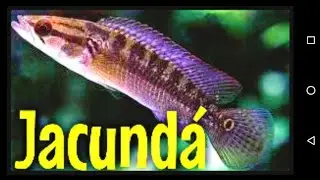 jacund&aacute;s no aqu&aacute;rio pesca de peneira