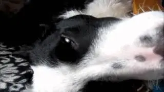 Dreaming dog with 'nictitating' third eyelid