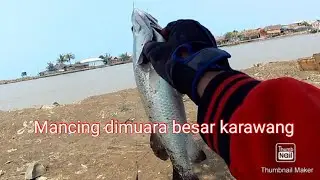 Mancing di muara ciparage karawang | strike kakap putih