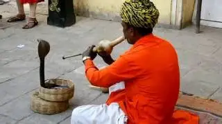 India - Incantatore di serpenti a Jaipur
