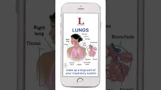LET&rsquo;s ReviewGeneral Education: ScienceTopic: Respiratory System