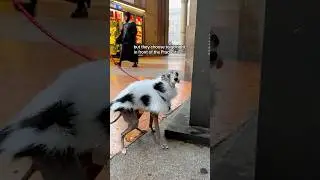 When Your Dog Has To Pee, But It&rsquo;s In Front Of The Prada Store in Milano
