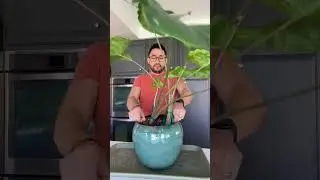 Alocasia Stingray