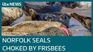 Volunteers rescue second seal with frisbee stuck round neck | ITV News