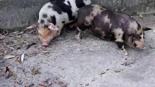 Filhotes de Mini porco da Oinque Minipig