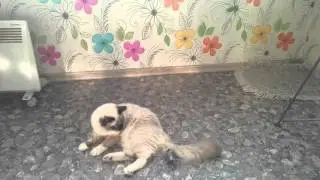 Robot cockroach vs. Cat