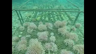 Fiji Coral Rack Swim Through on Walt Smith Farm, ADE Project