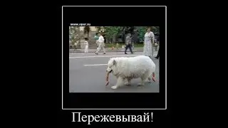 Прикольные Демотиваторы выпуск 48