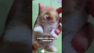 This Little Bunny&rsquo;s Comeback Will Melt Your Heart  #animals  #Friendship #Us