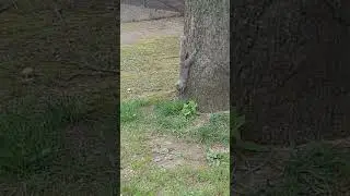 Silly Tree Squirrel🐿️ #nature #squirrel #animals #cute #garden #plants #tree #animal #mammals #silly